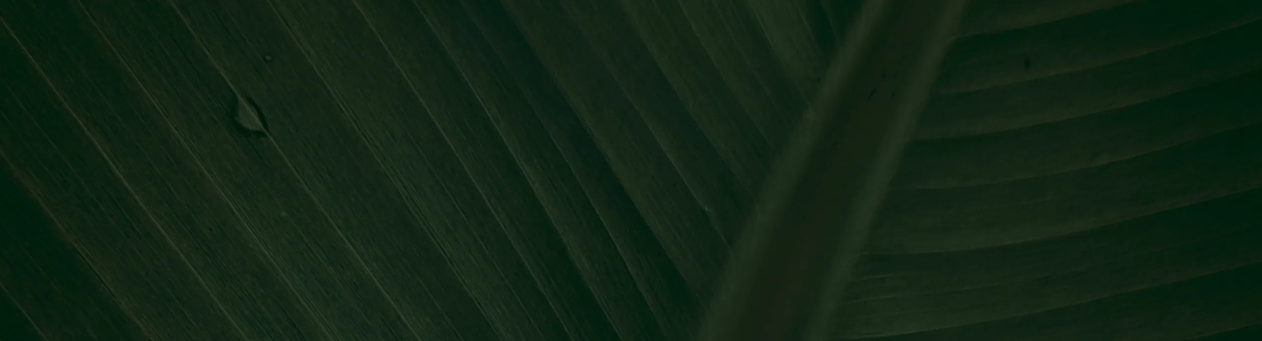 Daynee Vitamin E 180mg (400IU) - 100 Softgels